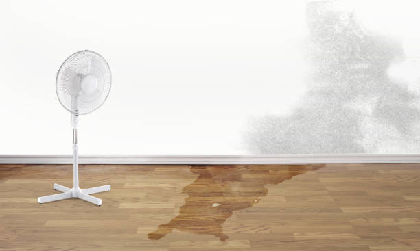 Best Mold removal after water damage  in New Lenox, IL